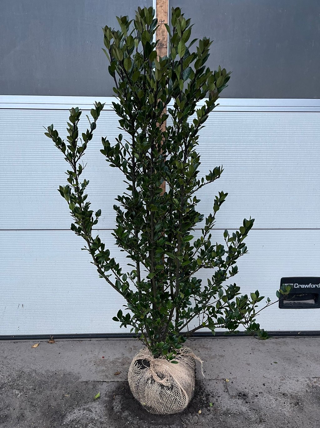 Ilex meserveae 'Heckenblau' - 120-140 CM RB